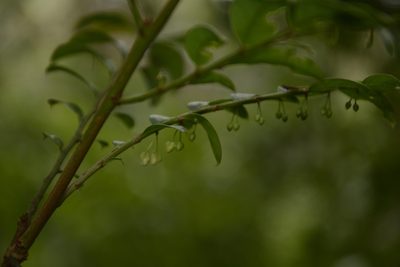 Phyllanthus anamalayanus, photographed by Siddarth Machado
