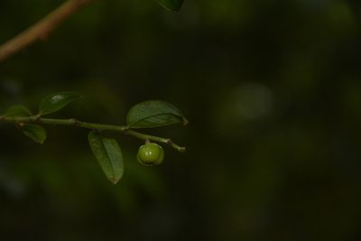 Phyllanthus anamalayanus, photographed by Siddarth Machado