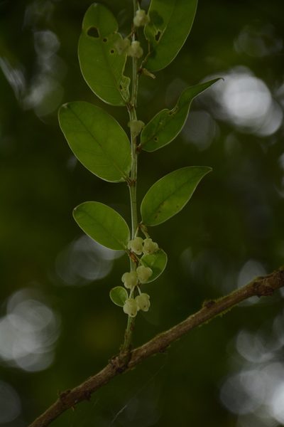 Phyllanthus anamalayanus, photographed by Siddarth Machado
