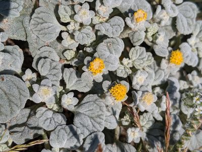 Psathyrotes ramosissima, photographed by Alex Heyman