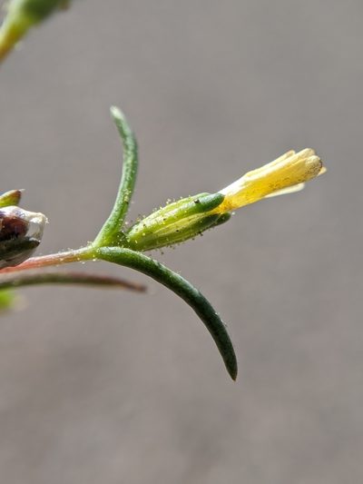 Linanthus jonesii, photographed by Alex Heyman