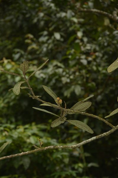 Litsea wightiana, photographed by Siddarth Machado