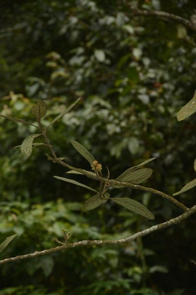 Litsea wightiana, photographed by Siddarth Machado