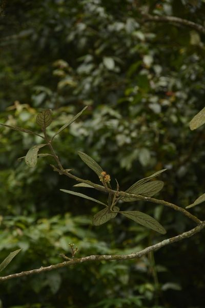 Litsea wightiana, photographed by Siddarth Machado