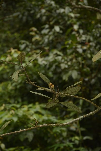 Litsea wightiana, photographed by Siddarth Machado