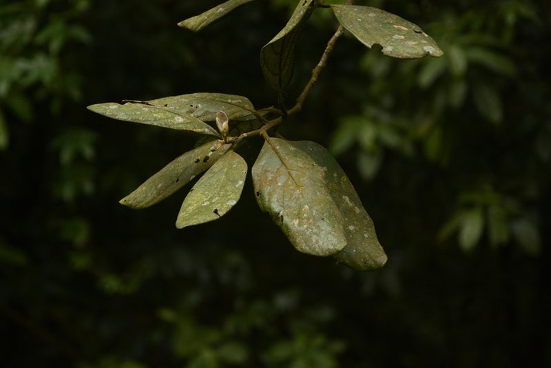Litsea wightiana, photographed by Siddarth Machado