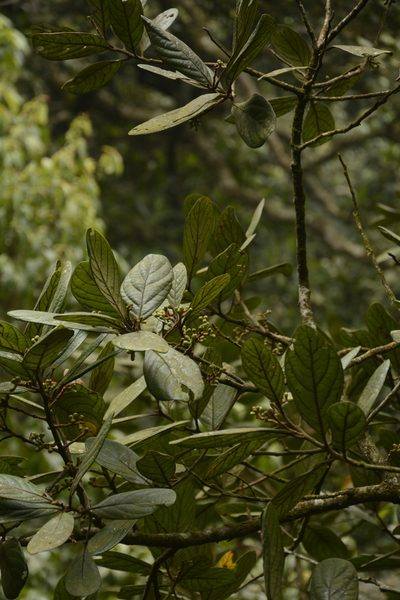 Litsea wightiana, photographed by Siddarth Machado