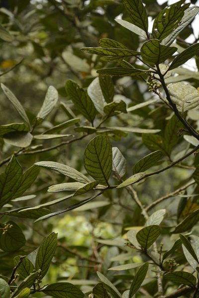 Litsea wightiana, photographed by Siddarth Machado