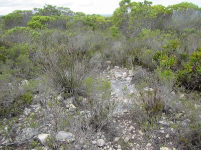 Braunsia vanrensburgii, photographed by douglaseustonbrown