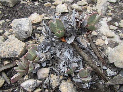 Braunsia vanrensburgii, photographed by douglaseustonbrown