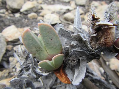 Braunsia vanrensburgii, photographed by douglaseustonbrown