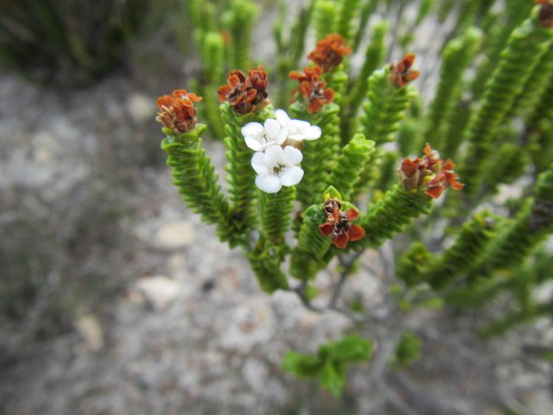 Euchaetis meridionalis, photographed by douglaseustonbrown