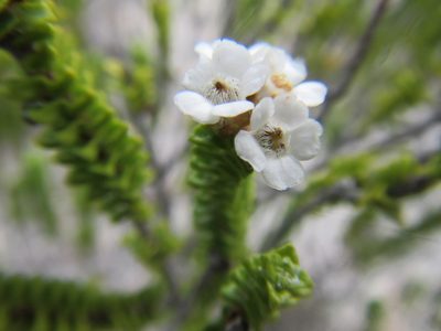 Euchaetis meridionalis, photographed by douglaseustonbrown