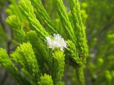 Agathosma collina, photographed by douglaseustonbrown