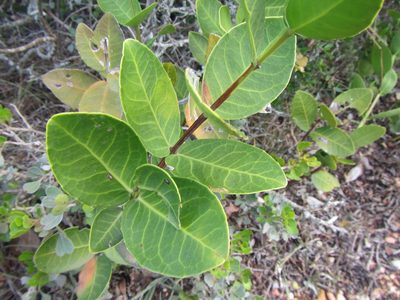 Lauridia tetragona, photographed by douglaseustonbrown