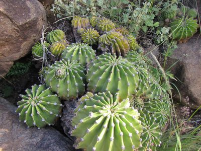 Echinopsis oxygona, photographed by douglaseustonbrown