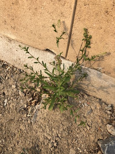 Lepidium apetalum, photographed by Yi CHEN