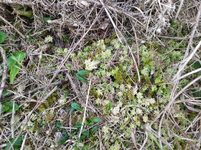 Sphagnum cristatum, photographed by Paul Bell-Butler