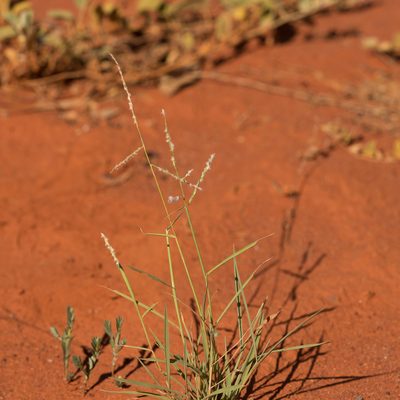 Digitaria hubbardii, photographed by Kym Nicolson