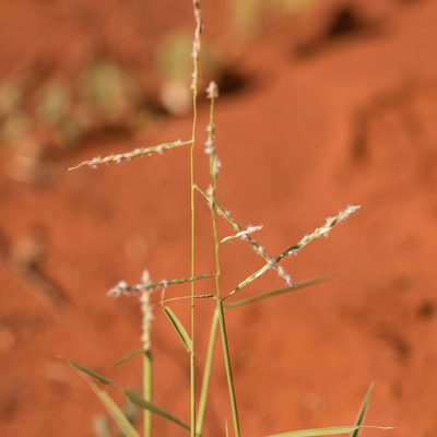 Digitaria hubbardii, photographed by Kym Nicolson