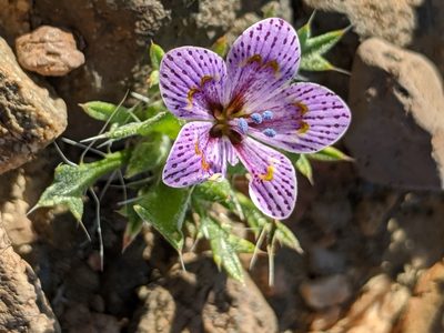 Langloisia setosissima, photographed by Alex Heyman
