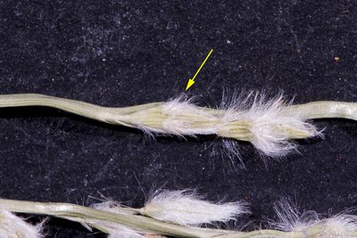 Digitaria hubbardii, photographed by Kym Nicolson