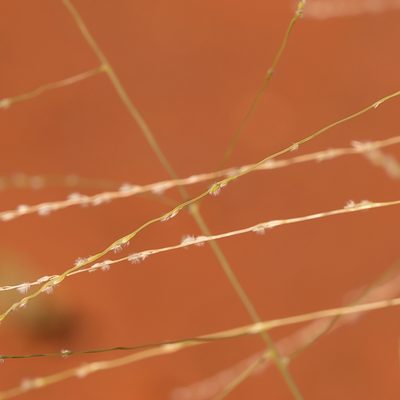 Digitaria hystrichoides, photographed by Kym Nicolson