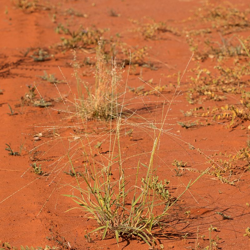 Digitaria hystrichoides, photographed by Kym Nicolson
