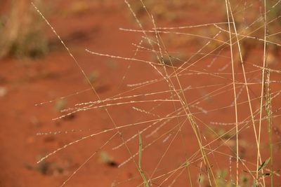 Digitaria hystrichoides, photographed by Kym Nicolson