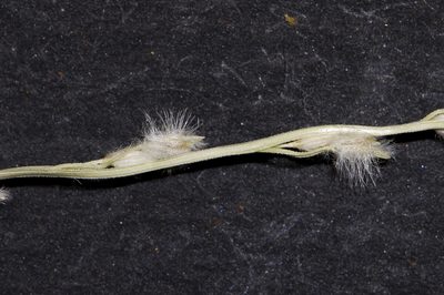 Digitaria hystrichoides, photographed by Kym Nicolson