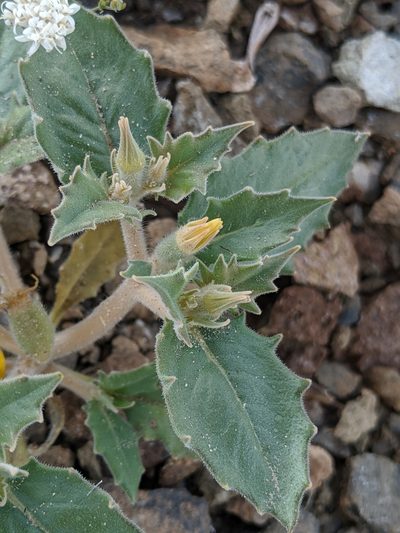 Mentzelia reflexa, photographed by Alex Heyman