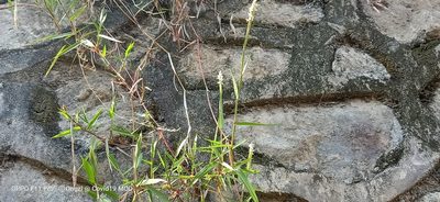 Ischaemum muticum, photographed by Ong Jyh Seng