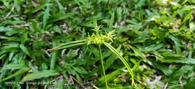 Cyperus sphacelatus, photographed by Ong Jyh Seng