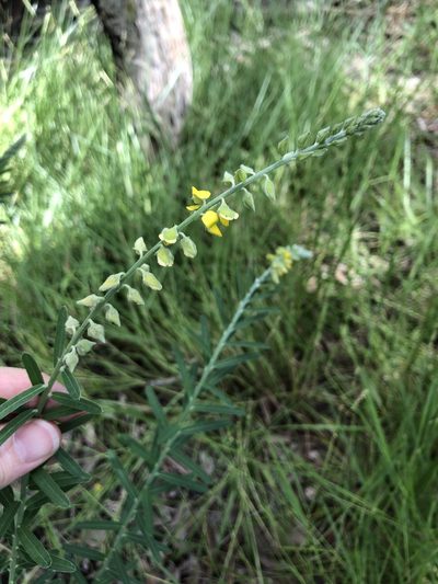Crotalaria montana, photographed by elawrey