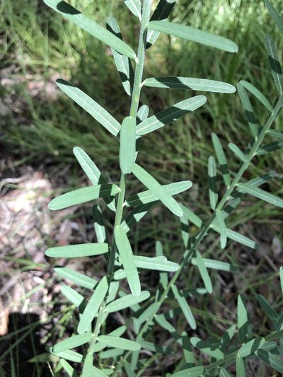 Crotalaria montana, photographed by elawrey