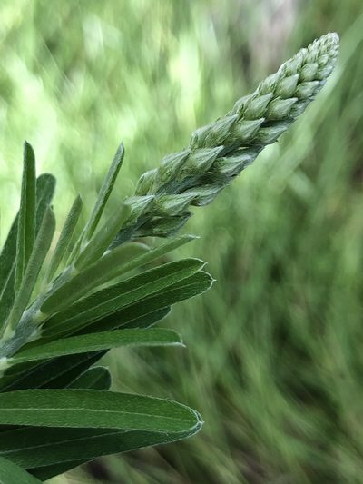 Crotalaria montana, photographed by elawrey