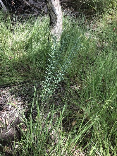 Crotalaria montana, photographed by elawrey