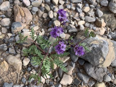 Phacelia popei, photographed by CK2AZ
