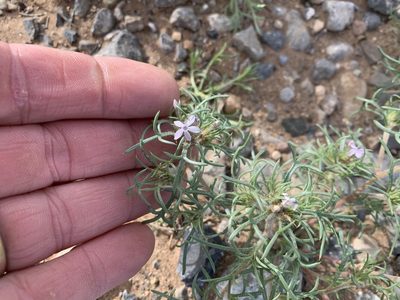Ipomopsis pumila, photographed by CK2AZ