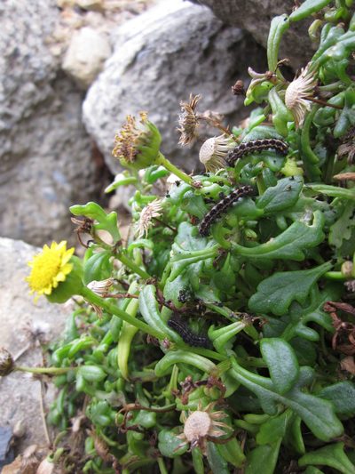 Senecio sterquilinus, photographed by Stephen Hartley