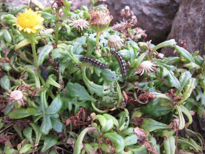 Senecio sterquilinus, photographed by Stephen Hartley