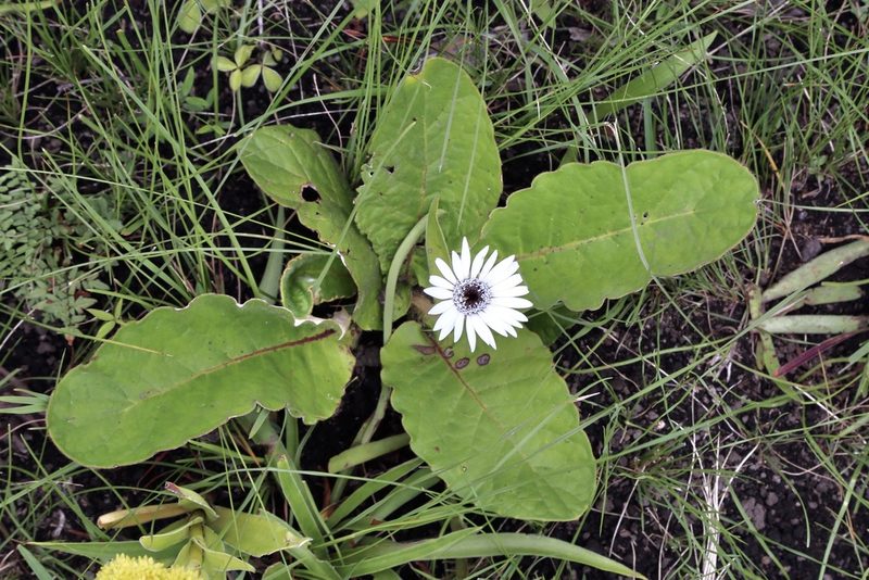 Gerbera ambigua, photographed by Dr. Alexey Yakovlev