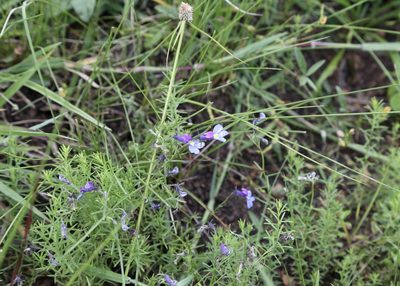 Monopsis decipiens, photographed by Dr. Alexey Yakovlev