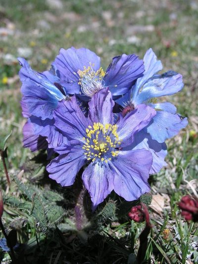 Meconopsis horridula, photographed by desertnaturalist