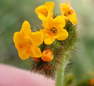 Amsinckia lunaris, photographed by Don Loarie