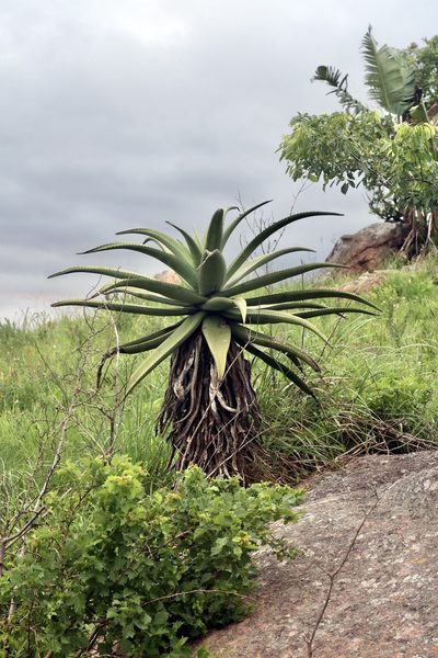 Aloe candelabrum, photographed by Dr. Alexey Yakovlev