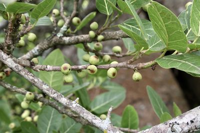 Ficus ingens, photographed by Dr. Alexey Yakovlev