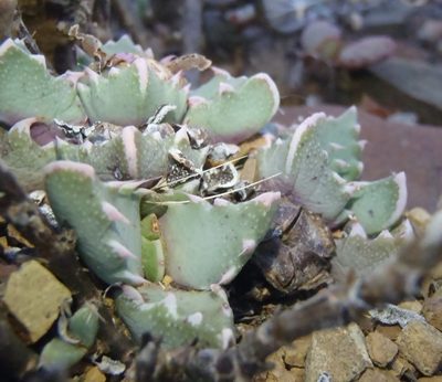 Faucaria bosscheana, photographed by Nicola van Berkel