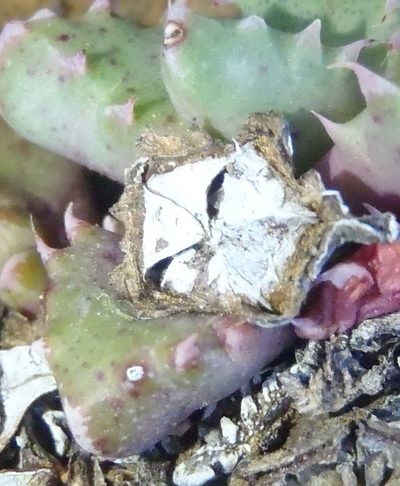 Faucaria bosscheana, photographed by Nicola van Berkel
