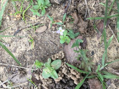 Houstonia rosea, photographed by Adam Cohen